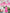 Mimi's Picks - Valentine's Day Edition - TheTinyTassel